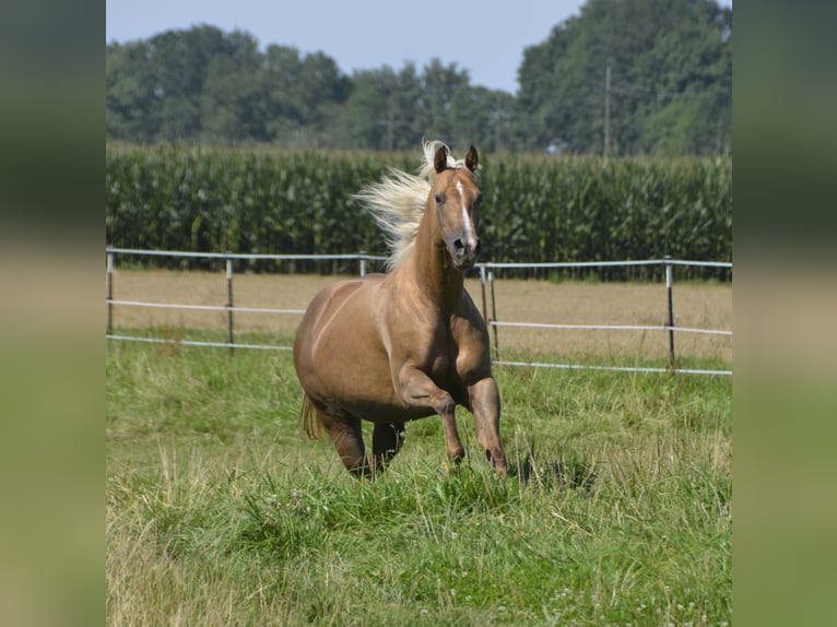 American Quarter Horse Giumenta 5 Anni 146 cm Sauro scuro in Burgkichen