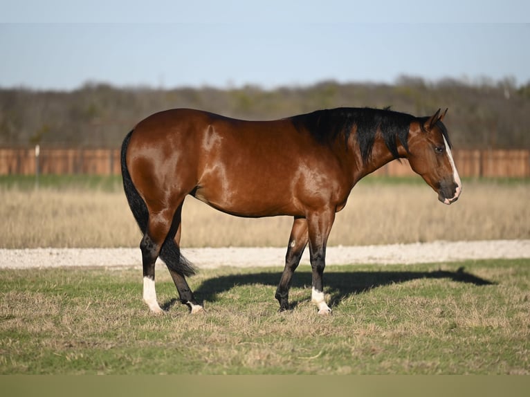 American Quarter Horse Giumenta 5 Anni 147 cm Baio ciliegia in Waco, TX