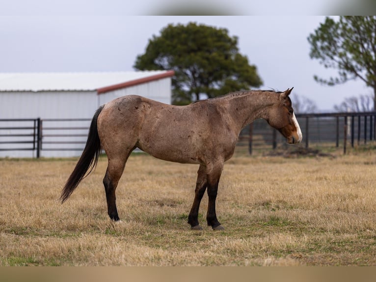 American Quarter Horse Giumenta 5 Anni 147 cm Baio roano in Canton