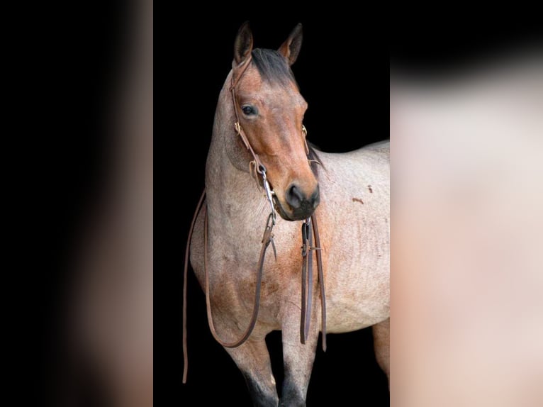 American Quarter Horse Giumenta 5 Anni 147 cm Baio roano in Chatsworth