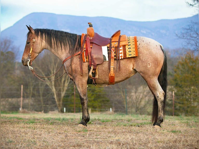 American Quarter Horse Giumenta 5 Anni 147 cm Baio roano in Chatsworth