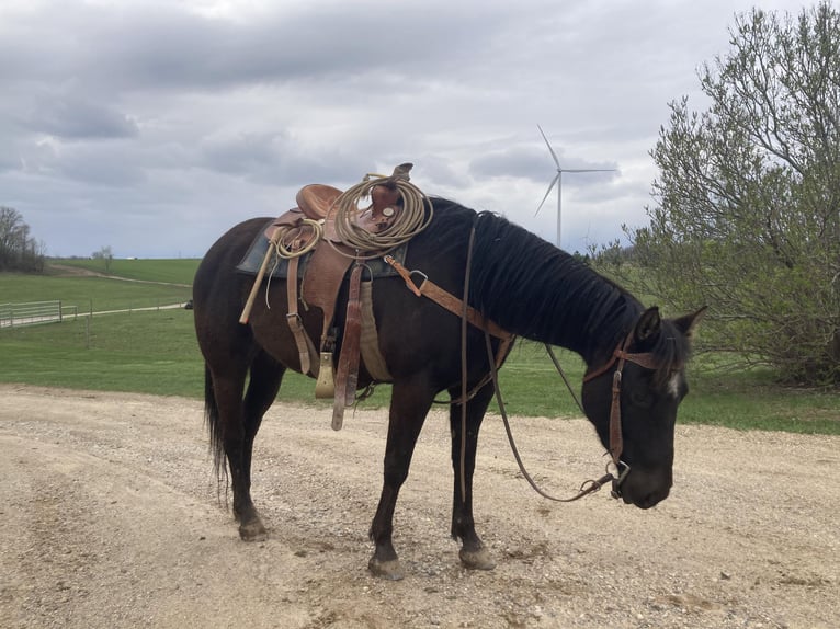 American Quarter Horse Giumenta 5 Anni 147 cm Morello in ROSEBUSH, MI