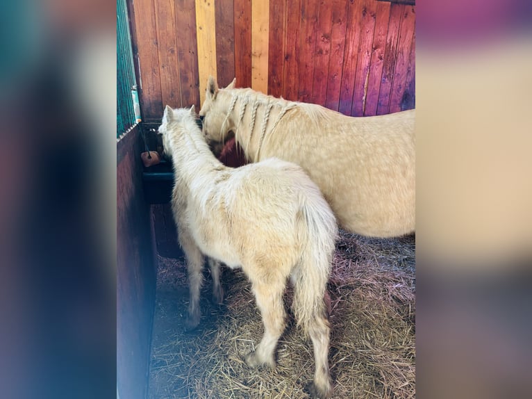American Quarter Horse Giumenta 5 Anni 147 cm Palomino in Boccaleone