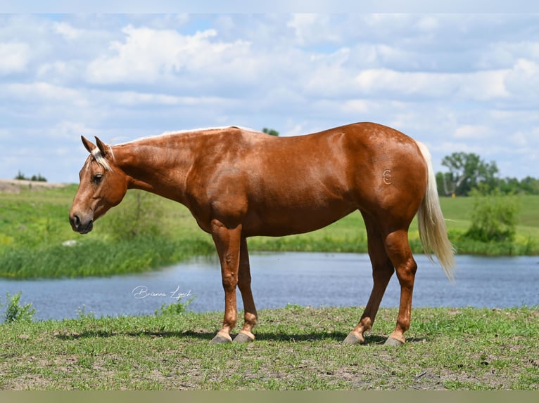 American Quarter Horse Giumenta 5 Anni 147 cm Palomino in Canistota, SD