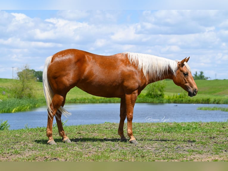 American Quarter Horse Giumenta 5 Anni 147 cm Palomino in Canistota, SD