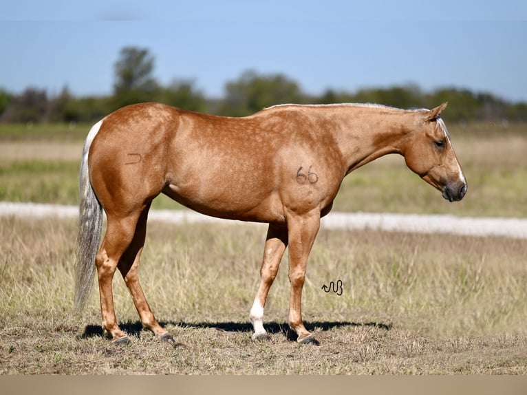 American Quarter Horse Giumenta 5 Anni 147 cm Palomino in Waco