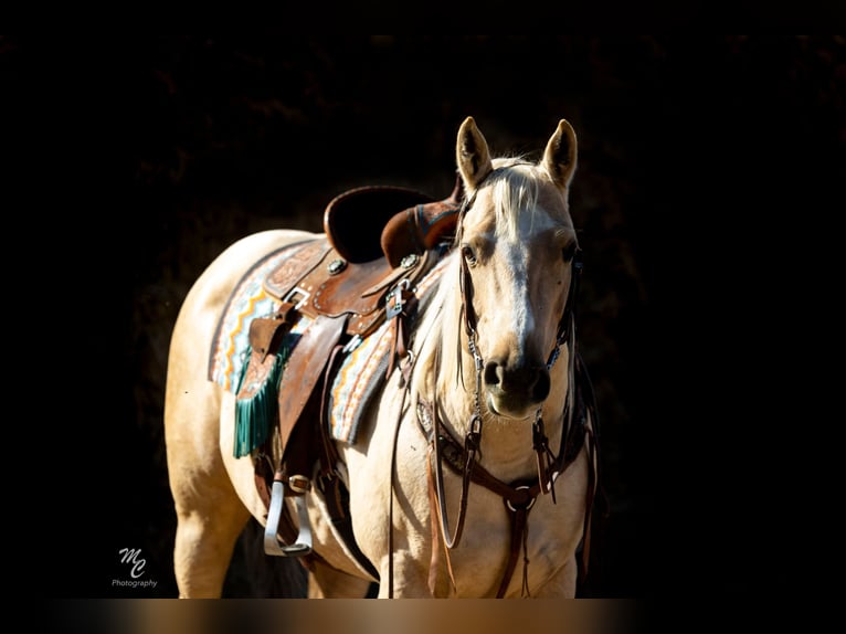 American Quarter Horse Giumenta 5 Anni 147 cm Palomino in Wendell