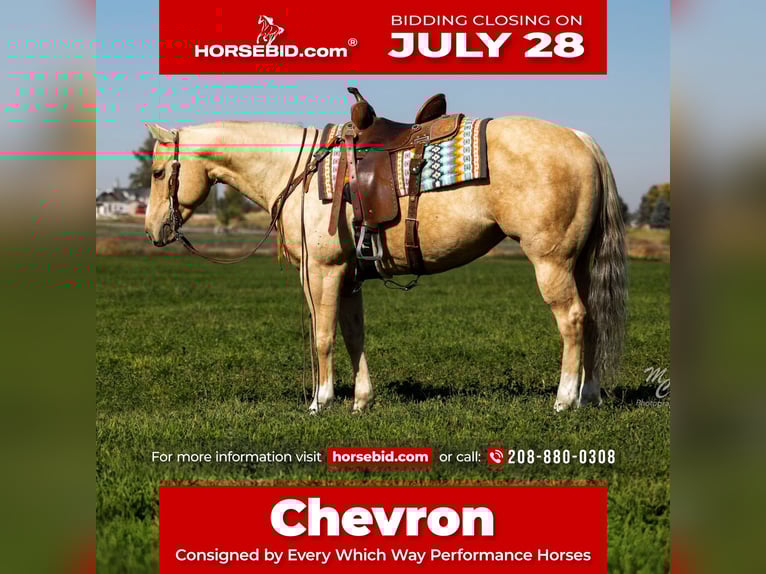 American Quarter Horse Giumenta 5 Anni 147 cm Palomino in Wendell