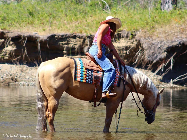 American Quarter Horse Giumenta 5 Anni 147 cm Palomino in Wendell
