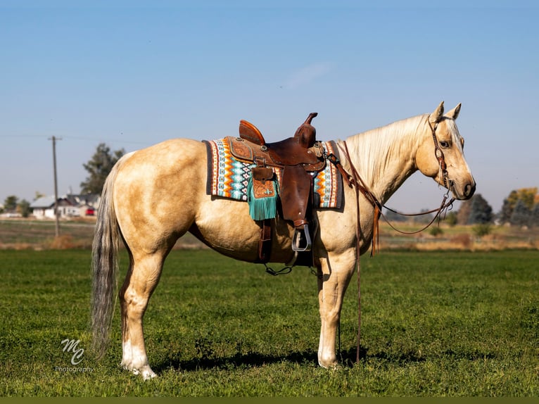 American Quarter Horse Giumenta 5 Anni 147 cm Palomino in Wendell