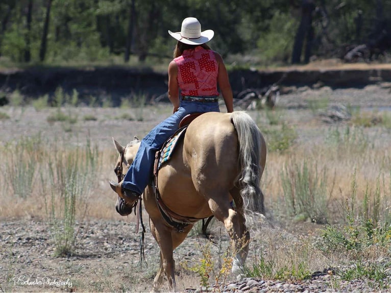 American Quarter Horse Giumenta 5 Anni 147 cm Palomino in Wendell