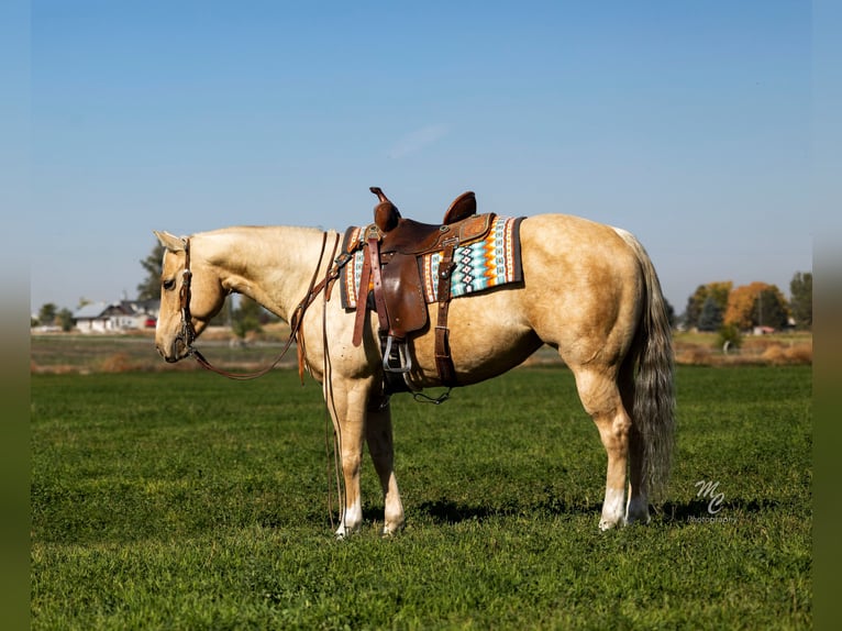 American Quarter Horse Giumenta 5 Anni 147 cm Palomino in Wendell