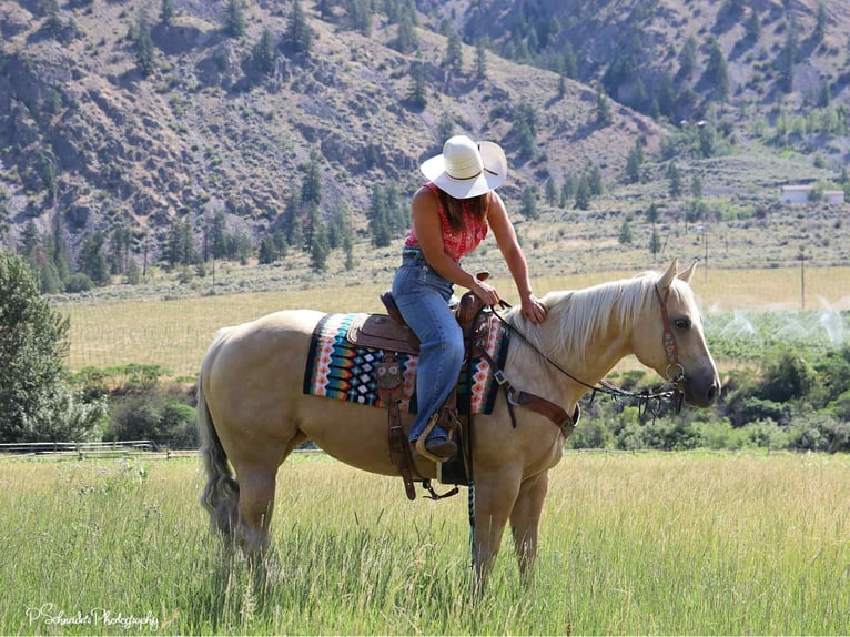 American Quarter Horse Giumenta 5 Anni 147 cm Palomino in Wendell