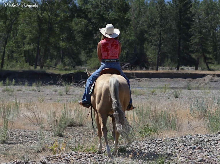 American Quarter Horse Giumenta 5 Anni 147 cm Palomino in Wendell