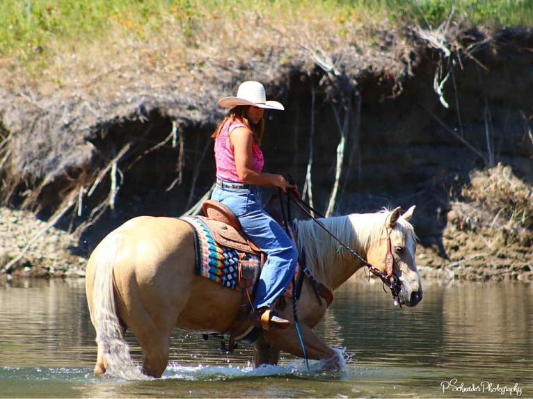 American Quarter Horse Giumenta 5 Anni 147 cm Palomino in Wendell