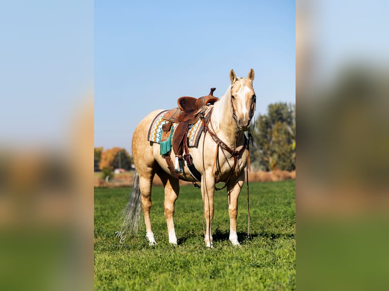 American Quarter Horse Giumenta 5 Anni 147 cm Palomino in Wendell