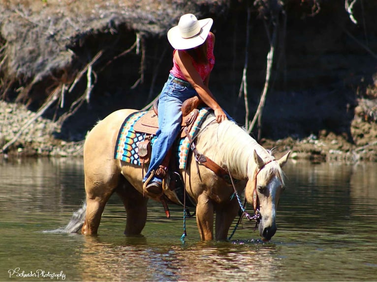 American Quarter Horse Giumenta 5 Anni 147 cm Palomino in Wendell