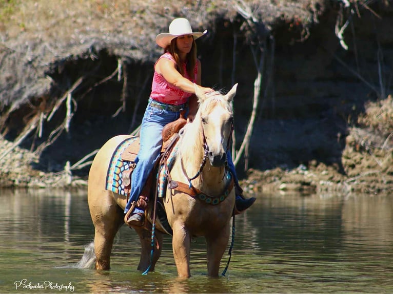 American Quarter Horse Giumenta 5 Anni 147 cm Palomino in Wendell