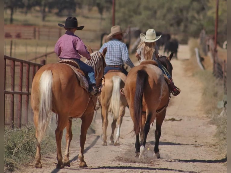 American Quarter Horse Giumenta 5 Anni 147 cm Palomino in Stephenville, TX