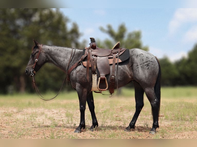 American Quarter Horse Giumenta 5 Anni 147 cm Roano blu in Marietta