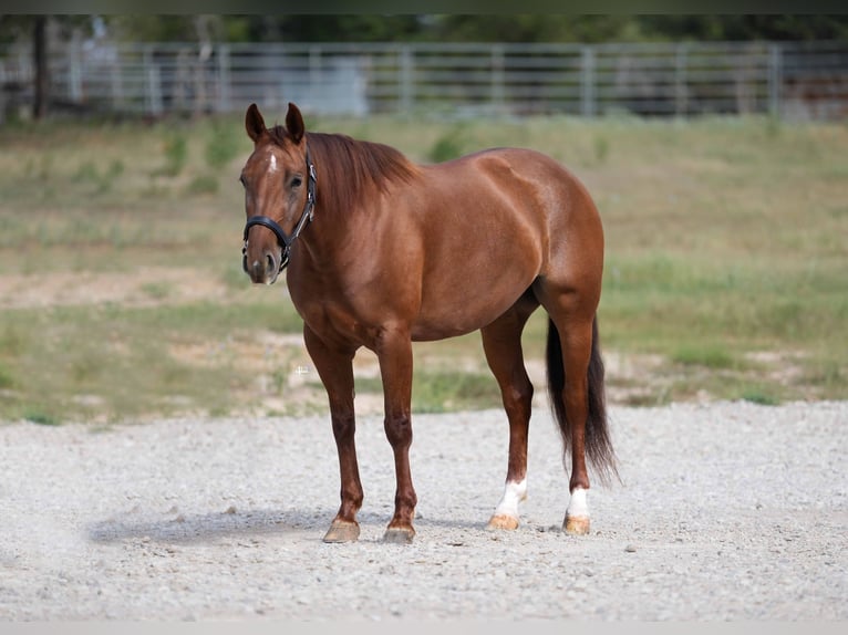 American Quarter Horse Giumenta 5 Anni 147 cm Sauro ciliegia in Weatherford