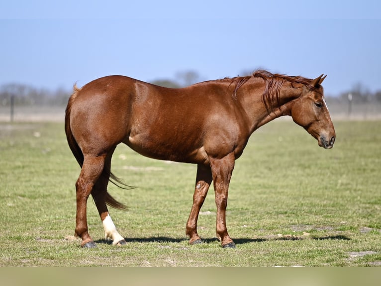 American Quarter Horse Giumenta 5 Anni 147 cm Sauro ciliegia in Waco, TX