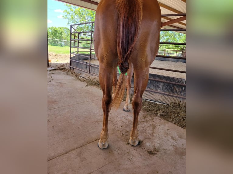 American Quarter Horse Giumenta 5 Anni 147 cm Sauro ciliegia in Rising Star, TX