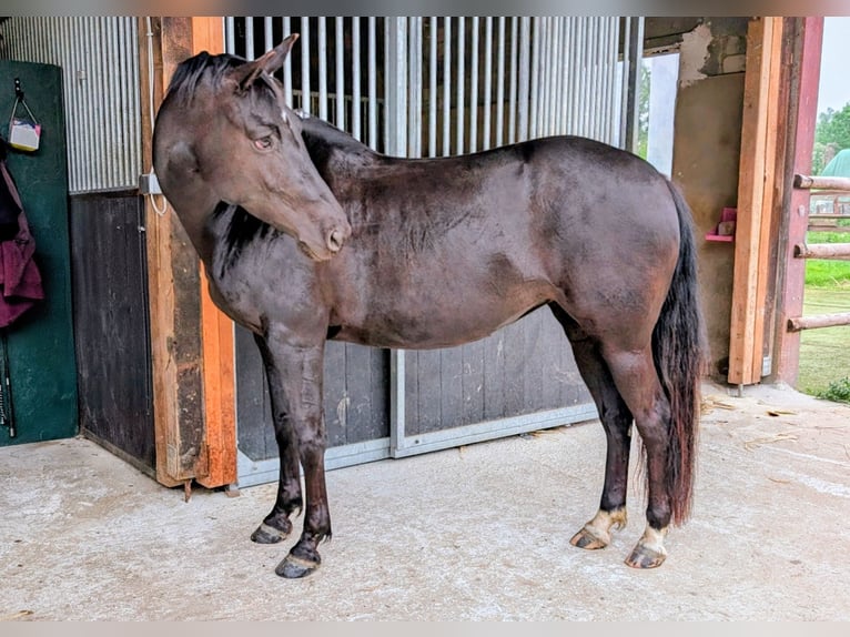 American Quarter Horse Giumenta 5 Anni 148 cm Baio in Hückelhoven