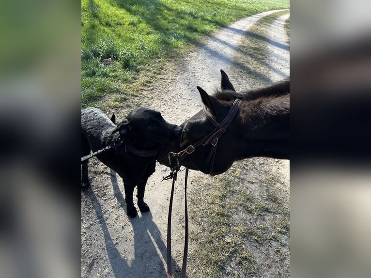 American Quarter Horse Giumenta 5 Anni 148 cm Baio in Hückelhoven
