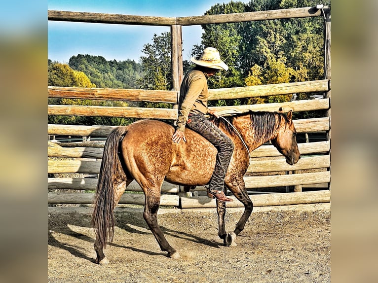 American Quarter Horse Giumenta 5 Anni 148 cm Dunalino in ASTI