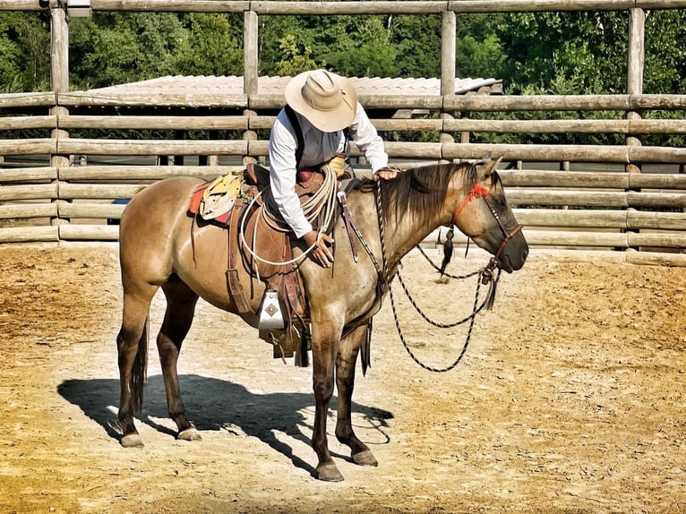 American Quarter Horse Giumenta 5 Anni 148 cm Dunalino in ASTI