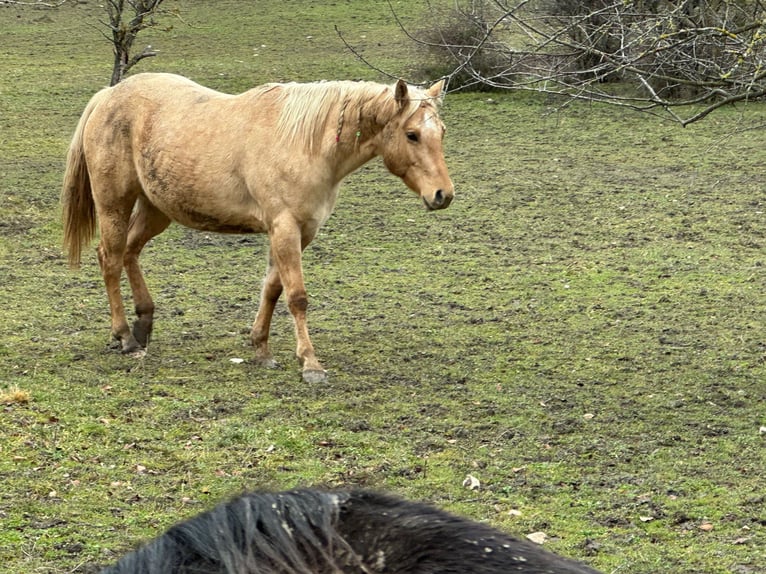American Quarter Horse Giumenta 5 Anni 148 cm Dunalino in OPI