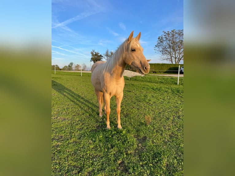 American Quarter Horse Giumenta 5 Anni 148 cm Palomino in Ottenschlag