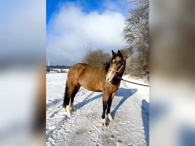 American Quarter Horse Giumenta 5 Anni 148 cm Pelle di daino in Ulrichstein