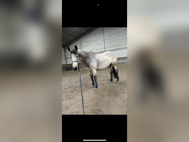 American Quarter Horse Giumenta 5 Anni 148 cm Pelle di daino in Kevelaer