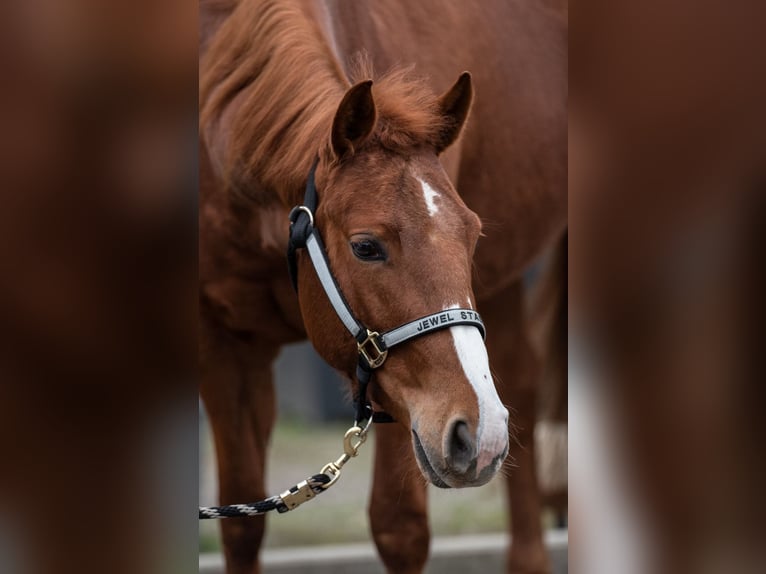 American Quarter Horse Giumenta 5 Anni 148 cm Sauro in Bedburg-Hau