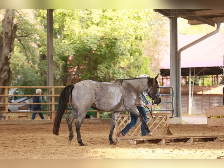 American Quarter Horse Giumenta 5 Anni 149 cm Leardo in Oisnitz