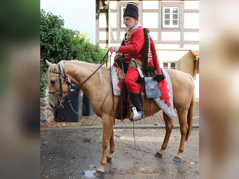 American Quarter Horse Giumenta 5 Anni 149 cm Palomino in M&#xFC;glitztal