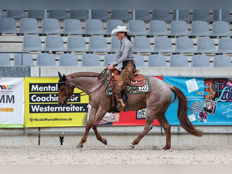 American Quarter Horse Giumenta 5 Anni 149 cm Roano rosso in Waldbröl