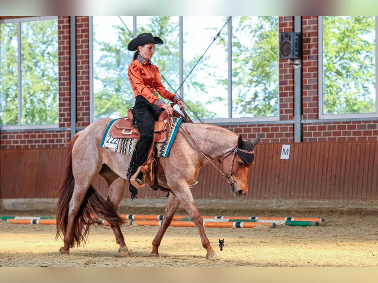 American Quarter Horse Giumenta 5 Anni 149 cm Roano rosso in Waldbröl