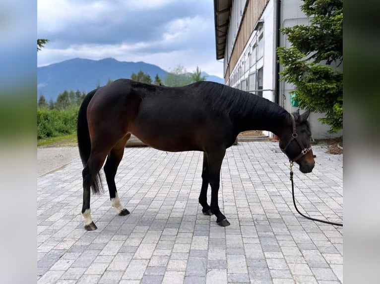 American Quarter Horse Giumenta 5 Anni 150 cm Baio in Sankt Leonhard in Passeier