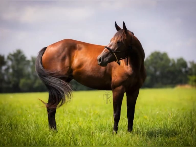 American Quarter Horse Giumenta 5 Anni 150 cm Baio ciliegia in Dadeville