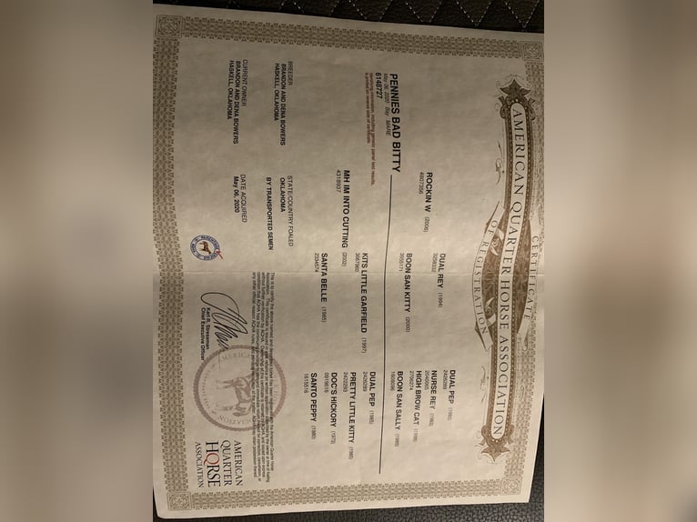 American Quarter Horse Giumenta 5 Anni 150 cm Baio ciliegia in Dadeville