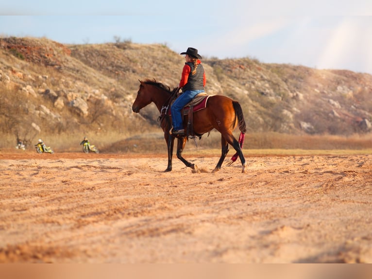 American Quarter Horse Giumenta 5 Anni 150 cm Baio ciliegia in Amarillo