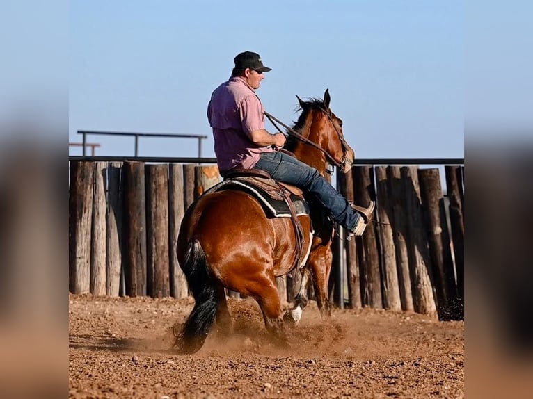 American Quarter Horse Giumenta 5 Anni 150 cm Baio ciliegia in Waco, TX