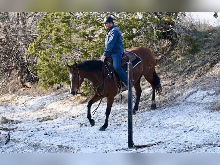 American Quarter Horse Giumenta 5 Anni 150 cm Baio ciliegia in Waco, TX