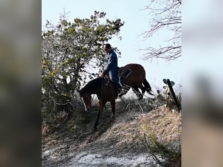 American Quarter Horse Giumenta 5 Anni 150 cm Baio ciliegia in Waco, TX