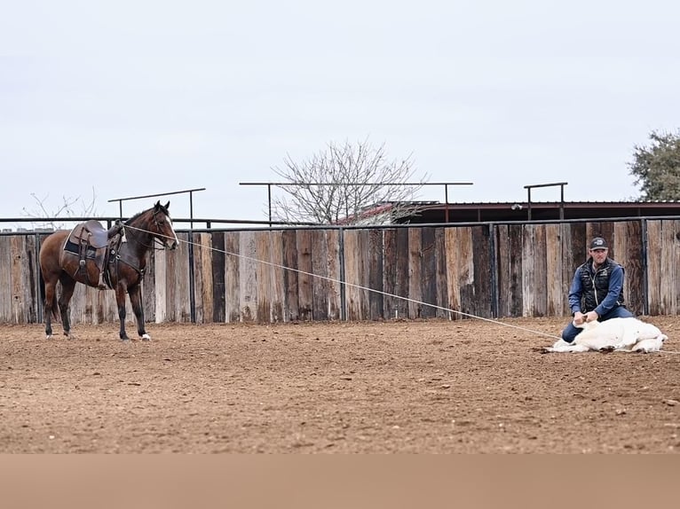 American Quarter Horse Giumenta 5 Anni 150 cm Baio ciliegia in Waco, TX