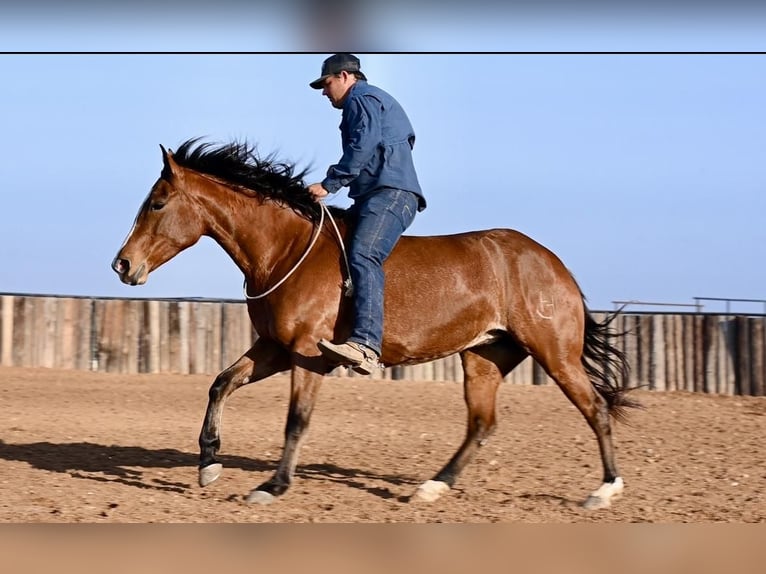 American Quarter Horse Giumenta 5 Anni 150 cm Baio ciliegia in Waco, TX