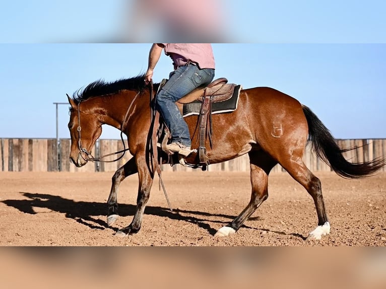 American Quarter Horse Giumenta 5 Anni 150 cm Baio ciliegia in Waco, TX